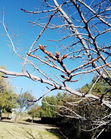 Brotes y hojas todavía en pleno invierno, causa del cambio climático.