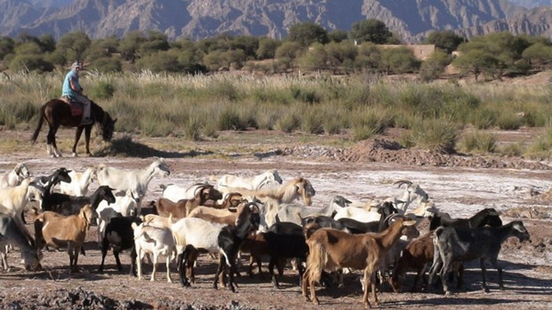 Elecciones en la Comisión Provincial de Sanidad Animal (COPROSAMEN) imagen ilustrativa de un poblador pastoreando un rebaño de cabras