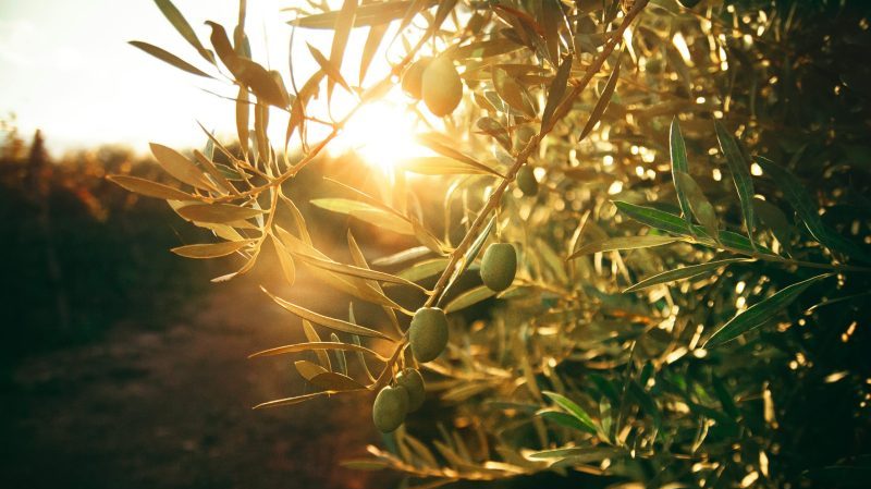 Lavalle promete un rol destacado en los caminos del olivo