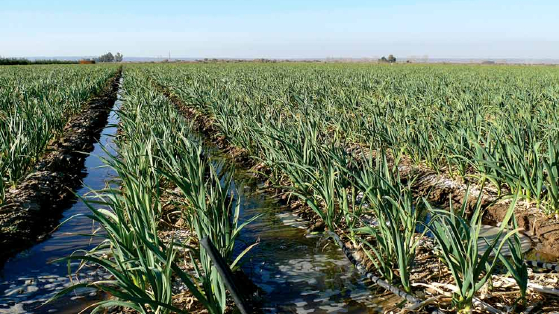 Se abordarán temas de manejo hasta la cosecha del ajo