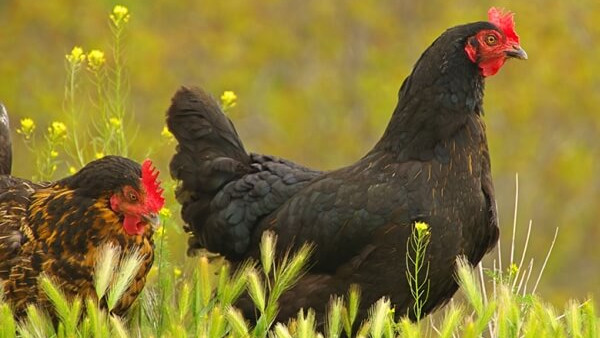 La Negra INTA y la Araucana son las razas de las gallinas ponedoras